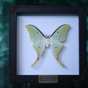Polilla Luna Verde Encantada – Actias luna enmarcada para exhibiciones de naturaleza, gótico y curiosidades imagen 4