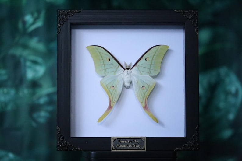 Polilla Luna Verde Encantada – Actias luna enmarcada para exhibiciones de naturaleza, gótico y curiosidades imagen 4