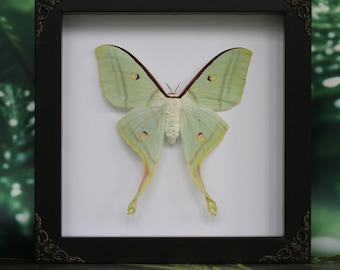 Enchanted Green Luna Moth – Framed Actias luna for Nature, Gothic & Curiosity Displays