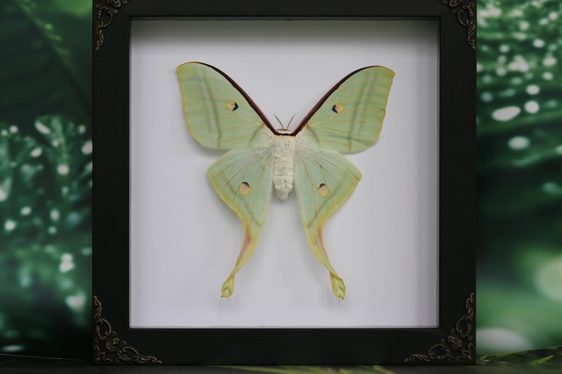 Puede incluir: Un esp&eacute;cimen enmarcado de mariposa luna. La mariposa tiene alas de color verde p&aacute;lido con un patr&oacute;n delicado y una envergadura de aproximadamente 13 cm. El marco es negro con detalles ornamentados en las esquinas, sobre un fondo blanco.