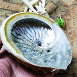 6-inch Real Abalone Shell with Stand | Ethically Sourced for Ceremonies, Home Decor and Crafts