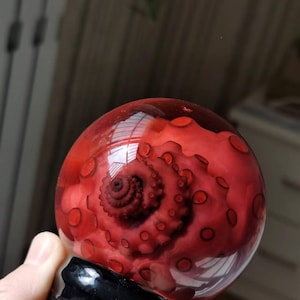 Real Red Octopus Tentacle in Glass Snow Globe