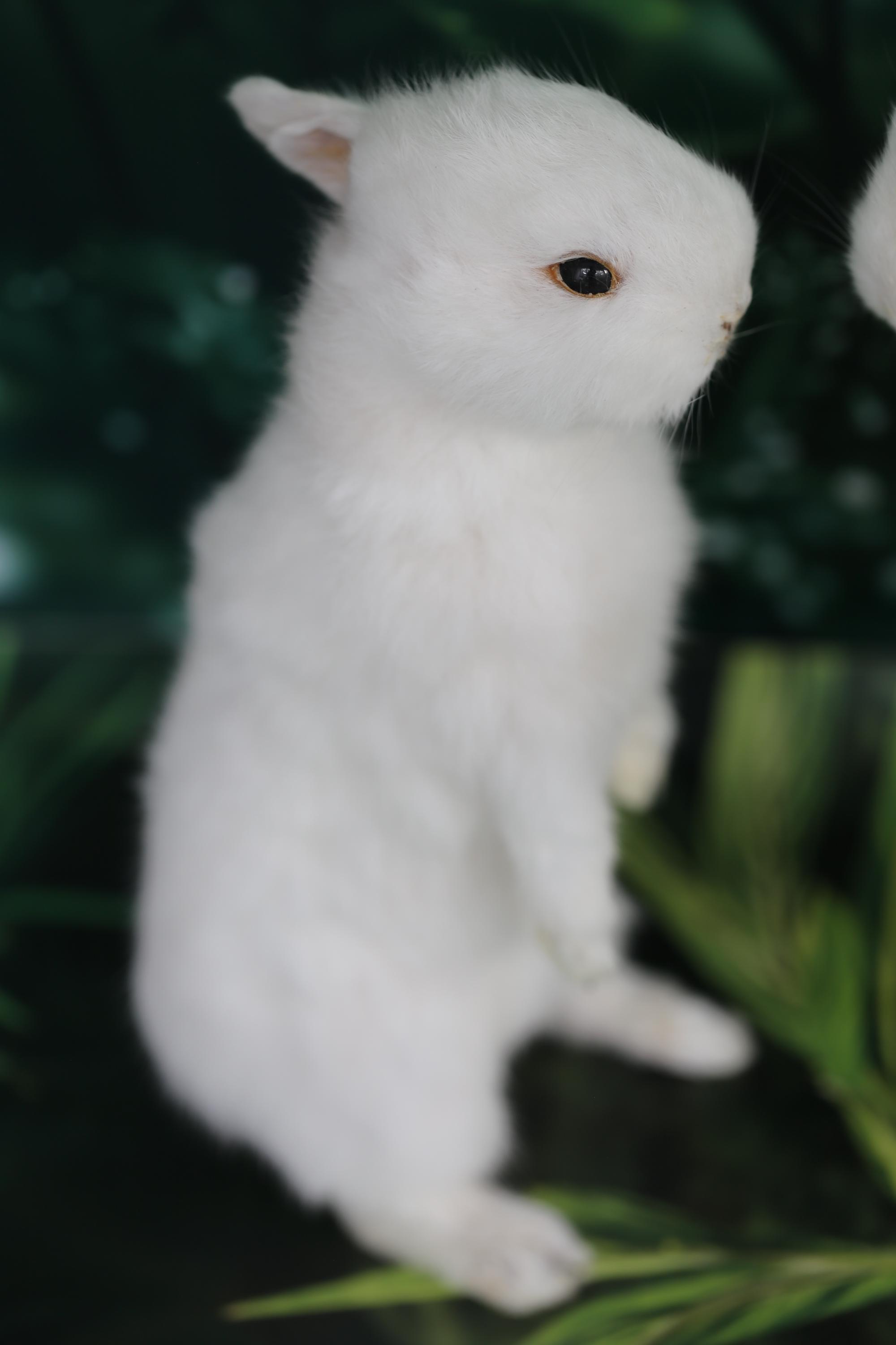 White Rabbit Taxidermy – Vintage Single-head Specimen, Snow White