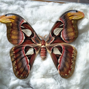 Authentic Atlas Moth Specimen – Real Attacus atlas Display Piece for Wall Art, Curiosity Decor & Natural History Collection