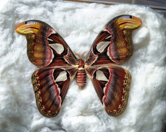 Authentic Atlas Moth Specimen – Real Attacus atlas Display Piece for Wall Art, Curiosity Decor & Natural History Collection