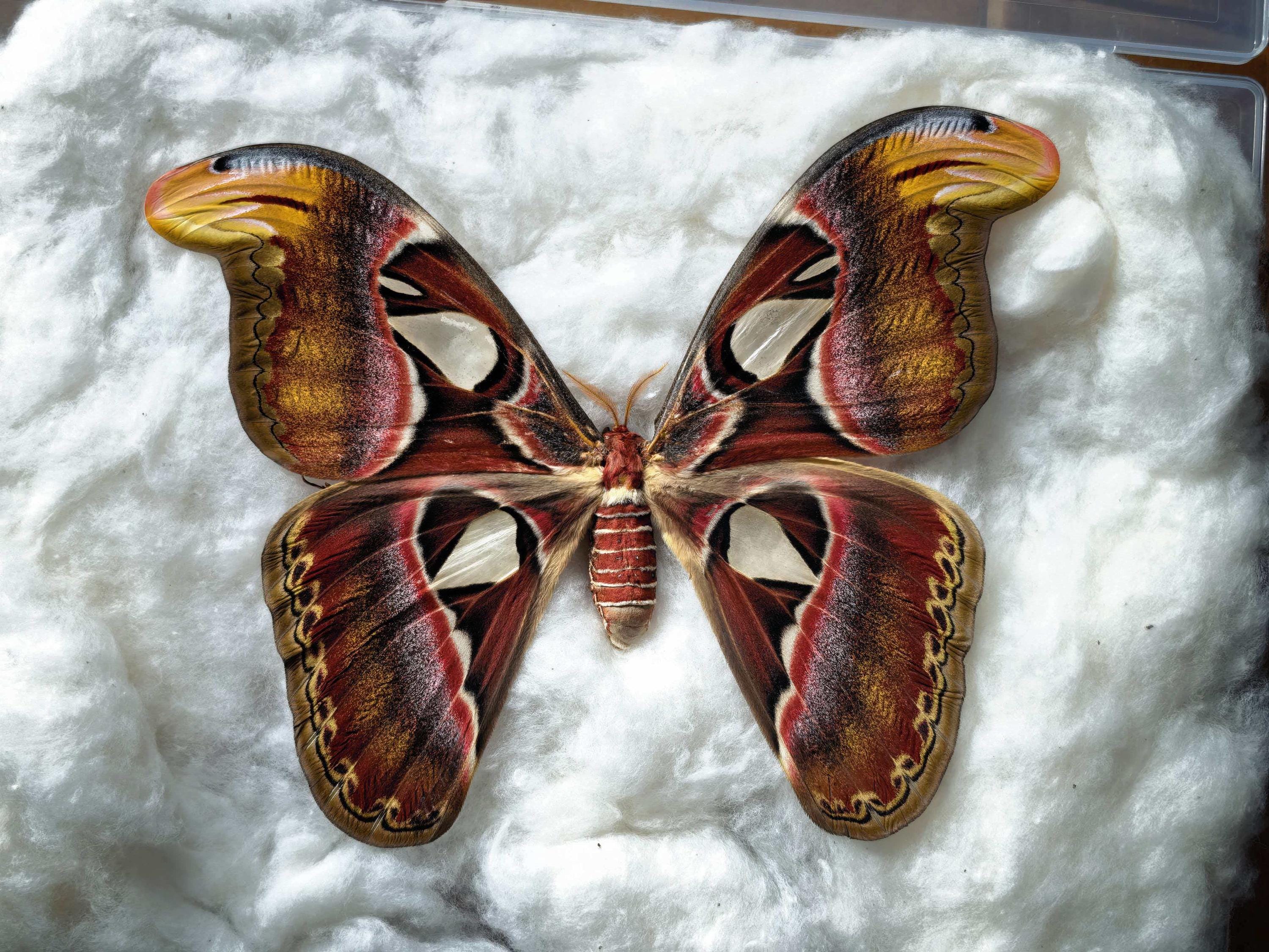大型 昆虫標本 フレーム アトラス蛾 蝶標本 額装 Atlas moth specimen