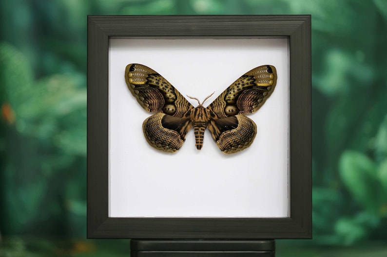 K&ouml;nnte beinhalten: Ein gerahmtes Schmetterlingspr&auml;parat mit komplizierten Mustern in Braun-, Beige- und Goldt&ouml;nen. Der Schmetterling ist auf einem wei&szlig;en Hintergrund in einem schwarzen Rahmen zentriert, der seine detaillierten Fl&uuml;gel und seinen K&ouml;rper zeigt. Der Rahmen ist quadratisch und der Hintergrund ist verschwommen gr&uuml;n.