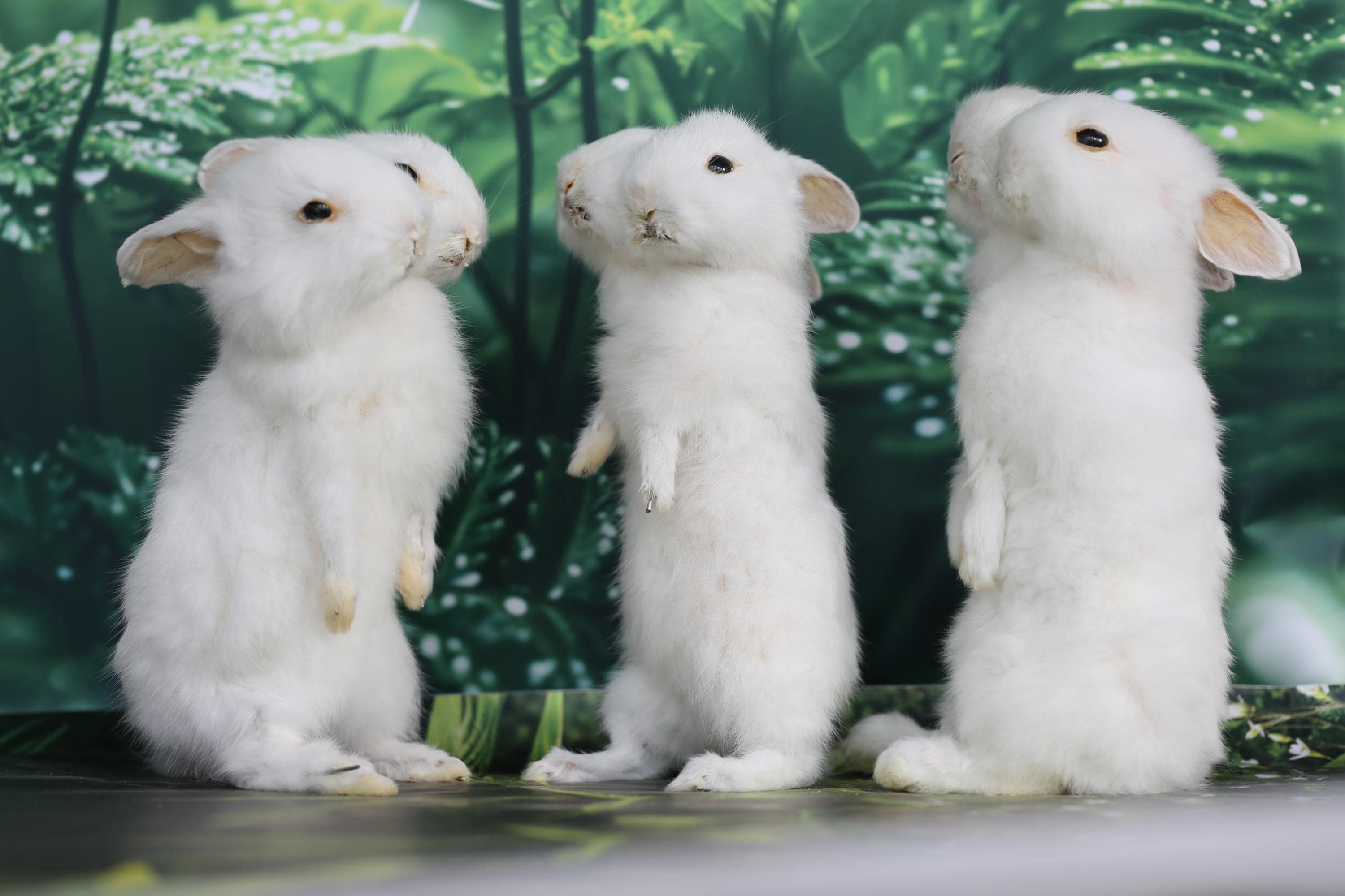 Two-headed Rabbit Taxidermy – Rare Double-headed Oddity, Gothic