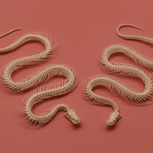 Ein komplettes Schlangenskelett.