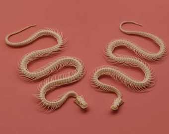 Ein komplettes Schlangenskelett.