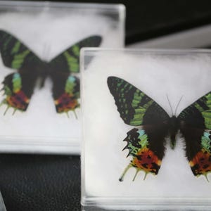 May include: Two square, clear acrylic boxes each contain a butterfly specimen. The butterflies have black wings with green stripes and colorful accents of orange, yellow, and blue. The specimens are displayed on a white background.