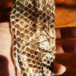 Peau de python naturelle 150 -200 cm | Pour travaux manuels, décoration et usage spirituel