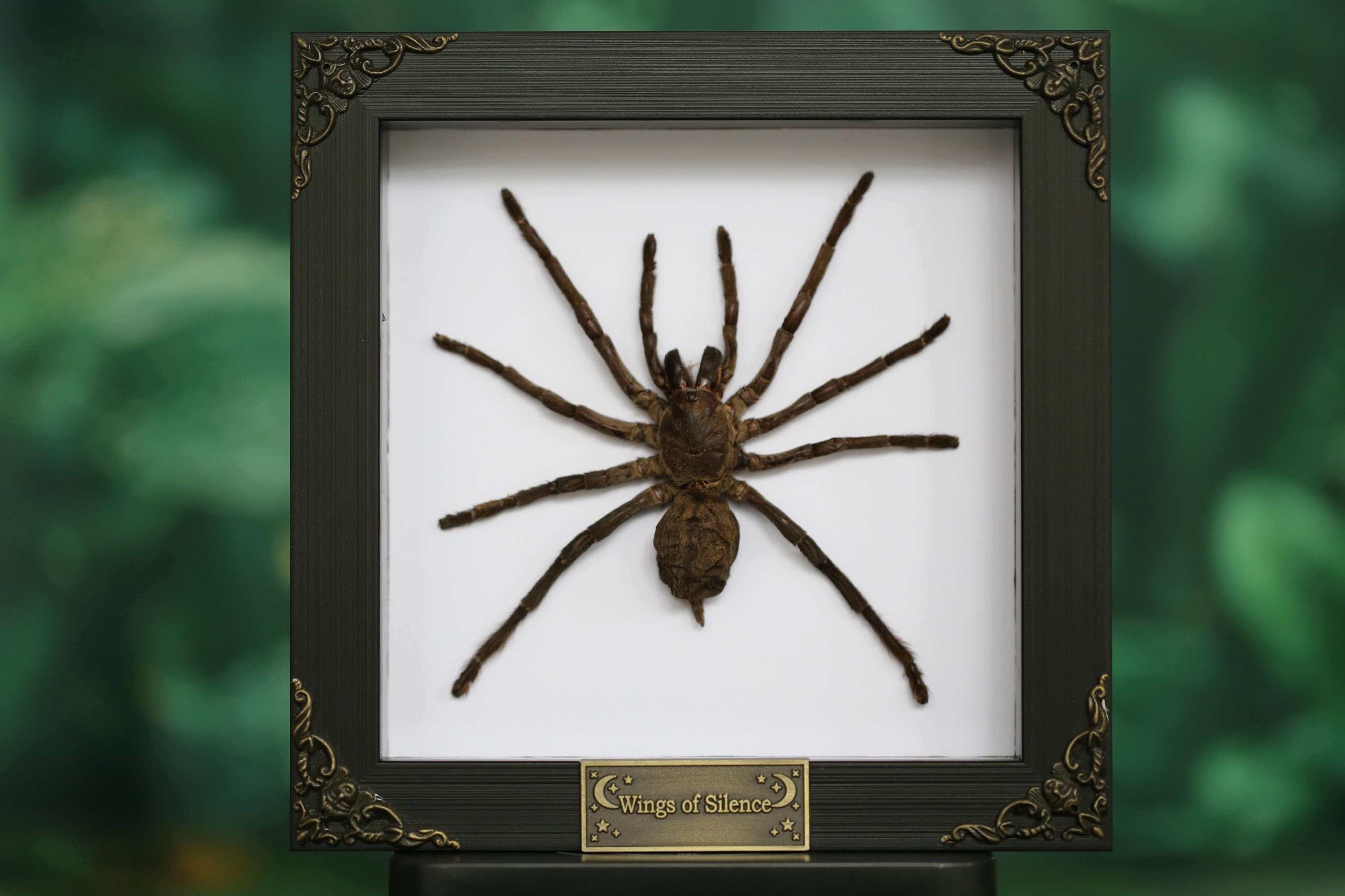 Goliath tarantula - Etsy 日本