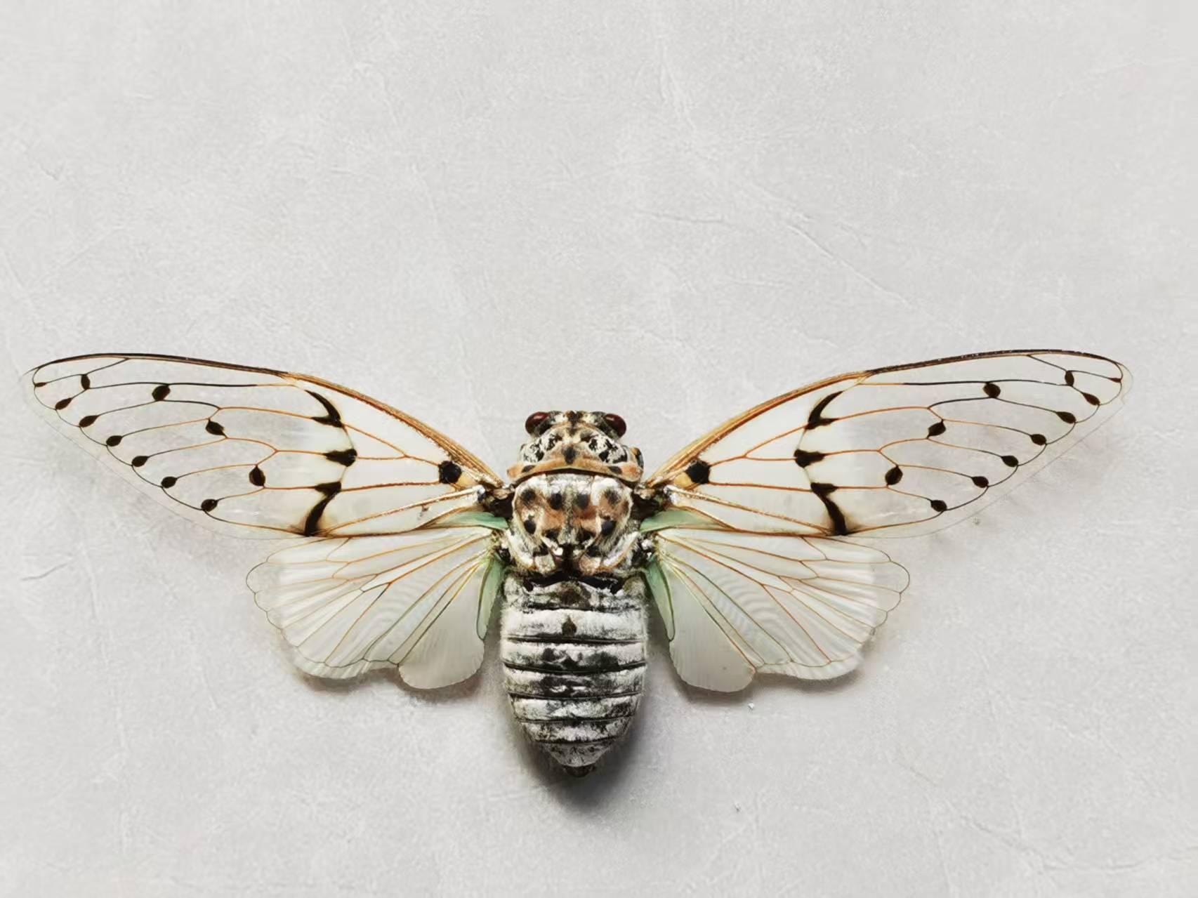 Ghost Cicada (ayuthia Spectabilis) – A1 Grade Real White Cicada