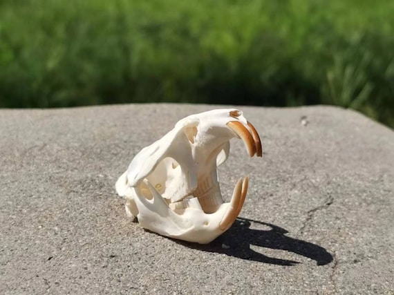 ドブネズミの頭蓋骨。本物の頭蓋骨。齧歯動物。ネズミ。骨。 - Etsy 日本