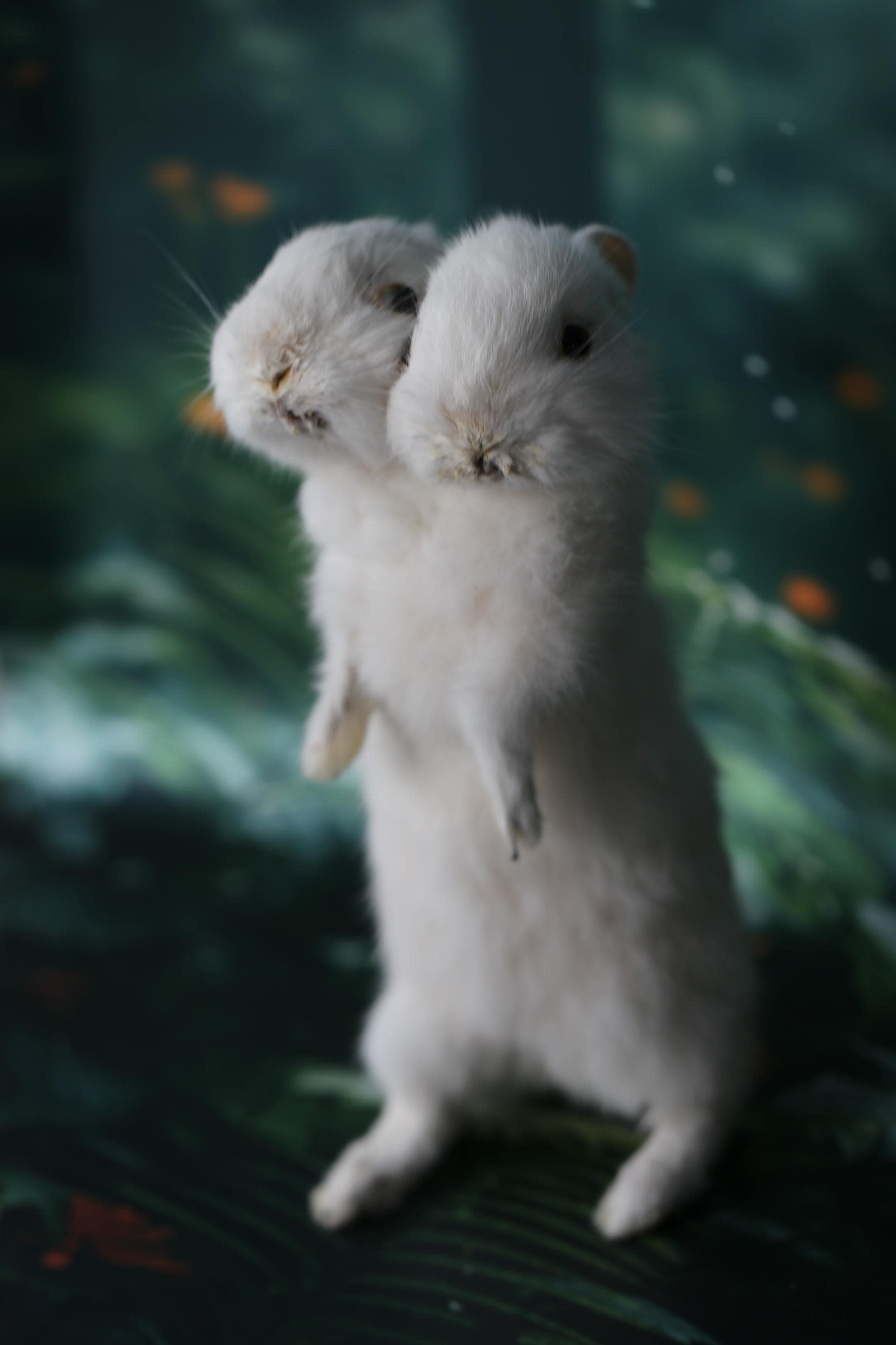 Two-headed Rabbit Taxidermy – Rare Double-headed Oddity, Gothic Animal ...