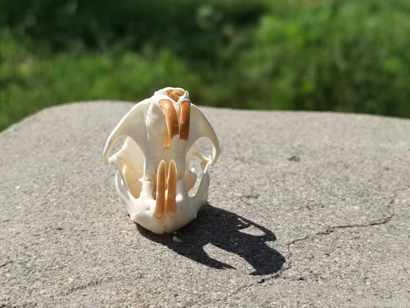 ドブネズミの頭蓋骨。本物の頭蓋骨。齧歯動物。ネズミ。骨。 - Etsy 日本