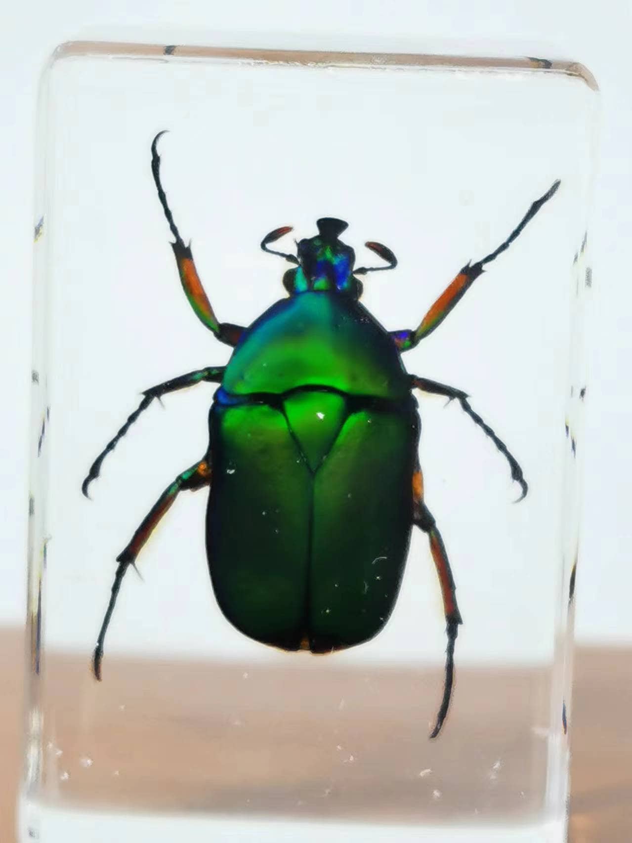 Harskever, harsinsecten, groene kever, curiosa