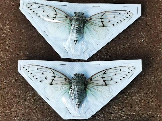 クルセイド シルヴィア・ド・アリシア SP クルセイド シルヴィア・ド・アリシア SP Ghost Cicada (ayuthia