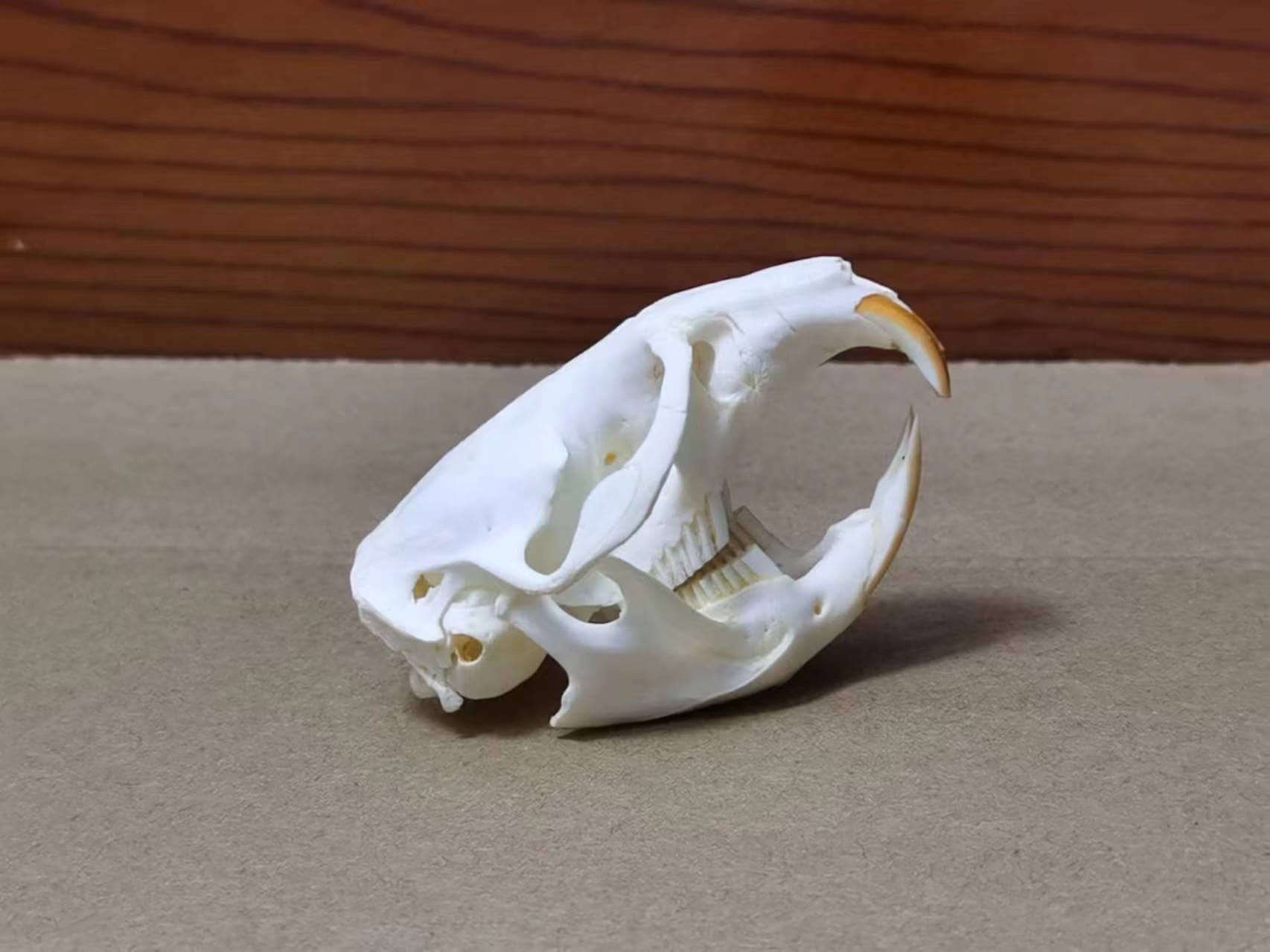 ドブネズミの頭蓋骨。本物の頭蓋骨。齧歯動物。ネズミ。骨。 - Etsy 日本