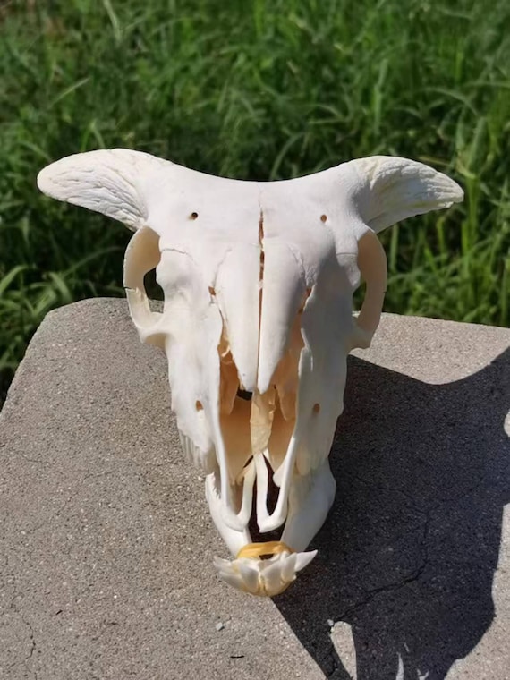 Crâne mouton resine blanc/or small H. 9cm