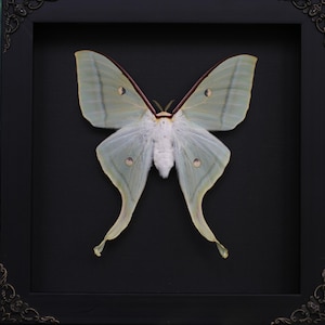 Puede incluir: Un esp&eacute;cimen enmarcado de mariposa luna. La mariposa tiene alas de color verde p&aacute;lido con un patr&oacute;n delicado y peque&ntilde;as marcas en forma de ojo. El marco es negro con detalles ornamentados en las esquinas, sobre un fondo oscuro.