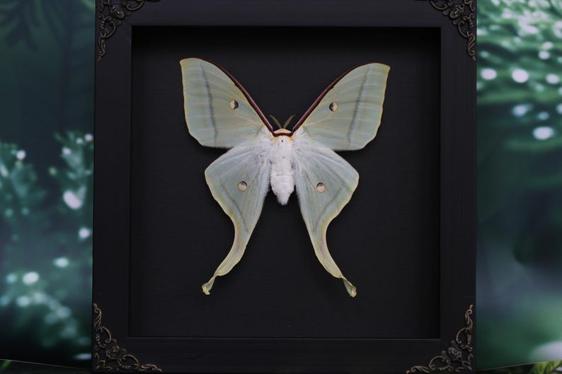 Puede incluir: Un esp&eacute;cimen enmarcado de mariposa luna. La mariposa tiene alas de color verde p&aacute;lido con un patr&oacute;n delicado y peque&ntilde;as marcas en forma de ojo. El marco es negro con detalles ornamentados en las esquinas, sobre un fondo oscuro.