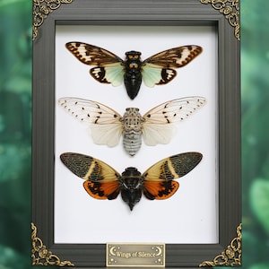 Pode incluir: Uma exibição emoldurada com três cigarras com padrões de asas detalhados. A cigarra superior tem asas marrons, pretas e verde-menta. A cigarra do meio tem asas brancas com marcas pretas. A cigarra inferior tem asas laranja e pretas. A moldura tem cantos ornamentados e uma placa "Wings of Silence".