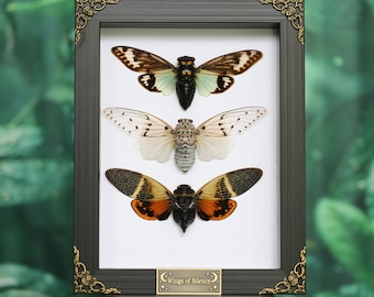 Triple Cicada Shadow Box Frame – White Ghost, Turquoise Wing & Orange Cicada Real Insect Wall Art
