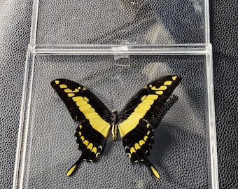 キングスワローテール（Papilio thoas）の標本｜自然史展示