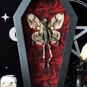 Coffin Display Mummified Fairy with Real Brahmaea Hearseyi Wings – Gothic Oddity Decor, Dark Art Curiosity