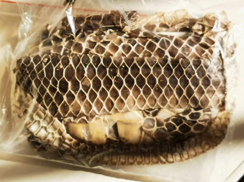 Natural Python Skin 150 -200 Cm | for Crafts, Decor & Spiritual Use ...