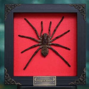May include: A framed display featuring a large, dark brown spider against a red background. The black frame has ornate corner details and a small plaque at the bottom with the text "Wings of Silence".
