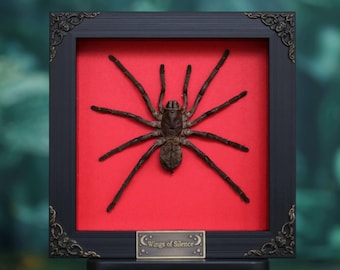 Puede incluir: Una exhibición enmarcada con una araña grande de color marrón oscuro sobre un fondo rojo. El marco negro tiene detalles ornamentados en las esquinas y una pequeña placa en la parte inferior con el texto "Wings of Silence".