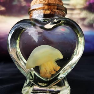 Real Red Moon Jellyfish in Heart Bottle – Unique Preserved Marine Specimen – Ocean Oddities Decor – Marine Curio Gift