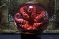 3.75-Inch Ethically Sourced Octopus Specimen in Glass Globe – Preserved Marine Curiosity