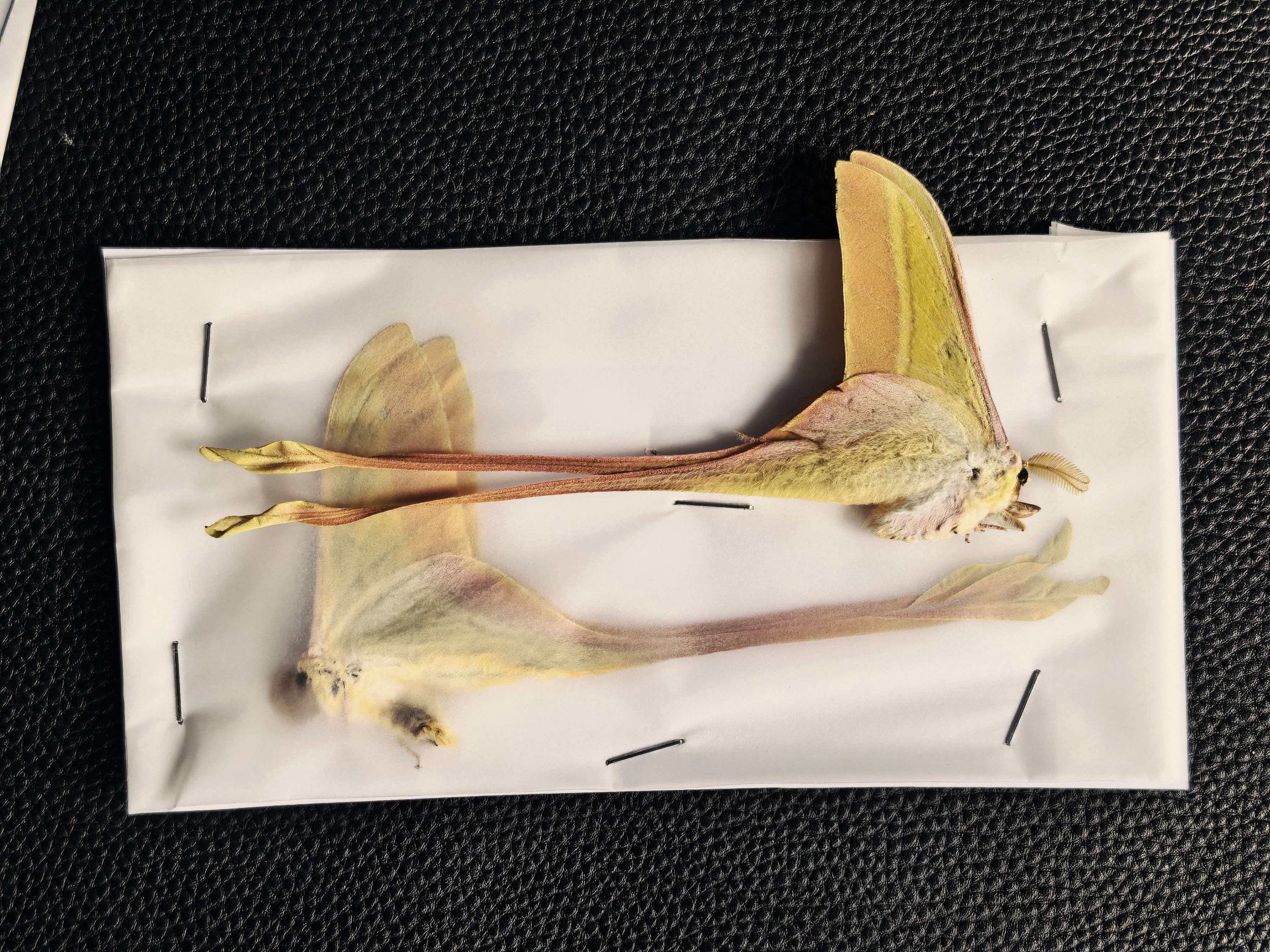 Chinese Moon Moth Actias Sinensis – Closed Wings, Real Dried Insect ...