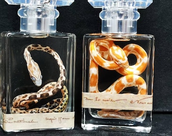 Espécime preservado de cobra-do-milho em frasco de vidro | Cobra real em fluido | Decoração de arte científica | Presente curioso e único