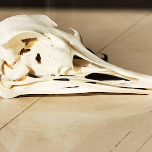 特大！ ダチョウ Ostrich の頭骨