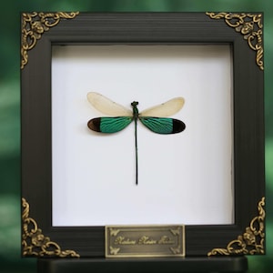 May include: A framed dragonfly specimen. The insect has cream-colored wings and vibrant green and black wings. The black frame has ornate gold corner accents. A small plaque with text is at the bottom.