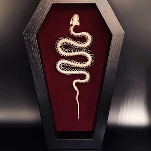 Snake Skeleton Coffin Display – Gothic Oddity Shadow Box – Black or Red Background – Curiosity Cabinet Decor, Dark Anatomy Art