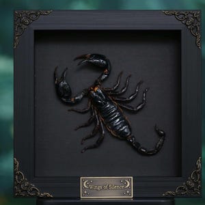 Peut inclure: Une œuvre encadrée représentant un scorpion sombre et détaillé sur un fond noir. Le scorpion est au centre, avec son corps segmenté et ses pinces proéminentes. Le cadre est noir avec des ornements d'angle décoratifs, et une petite plaque indique "Wings of Silence."