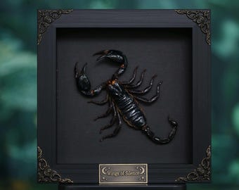 Real Black Scorpion Frame, Framed Scorpion Specimen, Taxidermy Insect Art, Gothic Wall Decor, Oddities Collector Gift