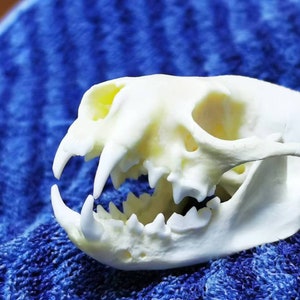 Exquisite Real Mink skull bone specimen after cleaned and bleached