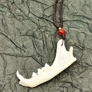 May include: A cream-colored animal jawbone pendant hangs from a brown cord necklace. The jawbone has visible teeth and is suspended against a textured, dark gray background. A red bead accents the cord.