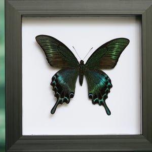 May include: A framed butterfly specimen. The butterfly has dark green wings with iridescent teal markings. The frame is a dark gray color, and the background is white. The overall aesthetic is a natural, decorative piece.