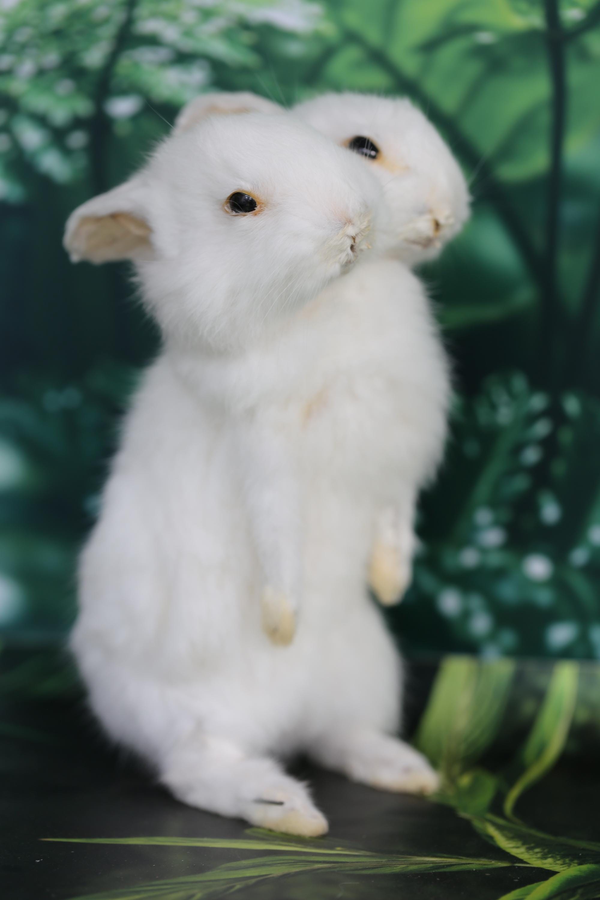 Double Teath Rabbit Two-headed Rabbit Taxidermy – Rare Double-headed Oddity, Gothic Animal ...