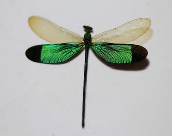 Jaskrawa ważka – prawdziwy okaz ważki A1, oprawiony owad, dekoracja Ethical Nature