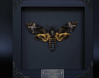 Death's-Head Hawkmoth Specimen – 6x6 Inch Shadow Box, Gothic Dark Art, Taxidermy Insect Decor for Home & Collection
