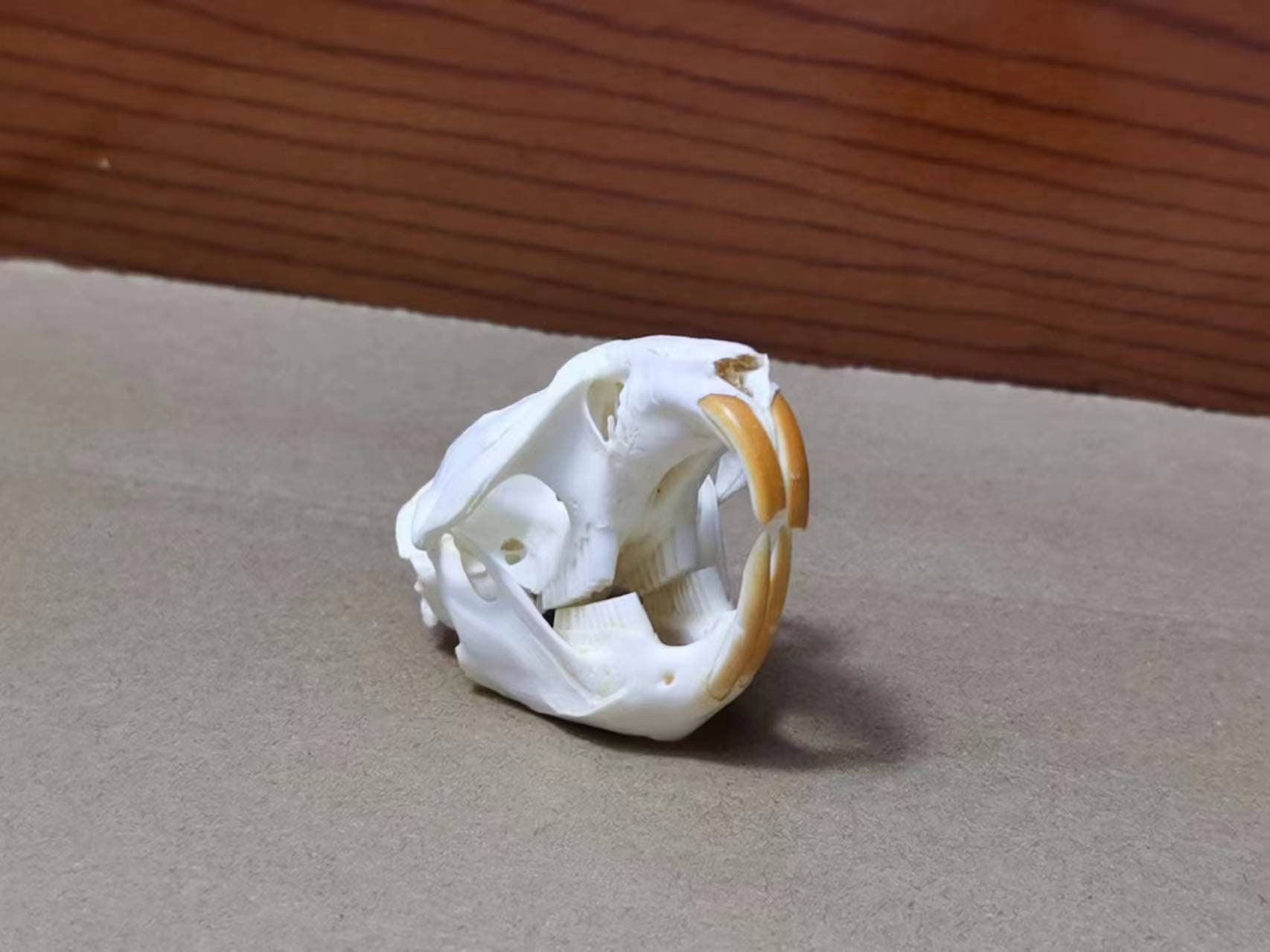 ドブネズミの頭蓋骨。本物の頭蓋骨。齧歯動物。ネズミ。骨。 - Etsy 日本